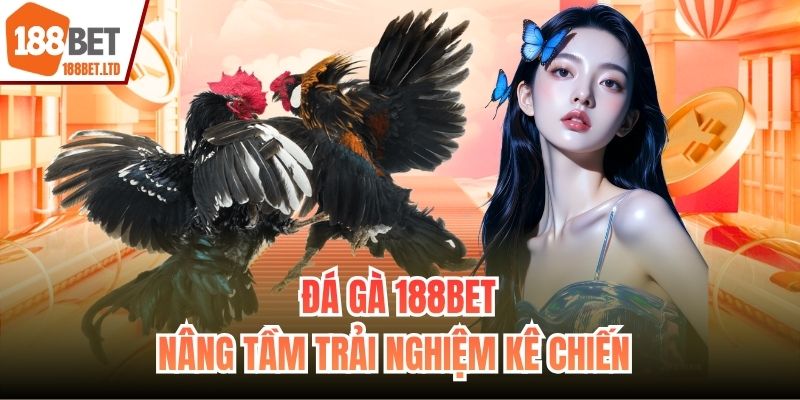 Đá gà 188BET nâng tầm trải nghiệm kê chiến